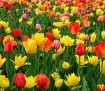 uploaded image
