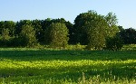 uploaded image