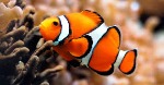 uploaded image