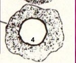 uploaded image