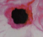 uploaded image