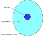 uploaded image