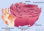 uploaded image