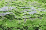 uploaded image
