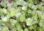 uploaded image