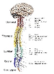 uploaded image