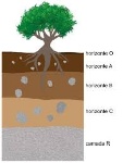 uploaded image