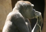 uploaded image