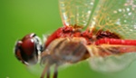 uploaded image