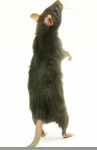 uploaded image