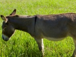 uploaded image