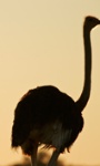 uploaded image