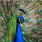 uploaded image