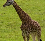 uploaded image
