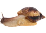 uploaded image