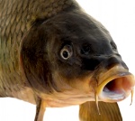 uploaded image