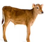 uploaded image