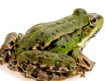 uploaded image