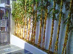 Kelapa-Gading-20131016-00714