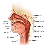 Side-view-of-head-showing-mouth-and-throat-anatomy-_13289