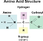 aminoAcidStruc