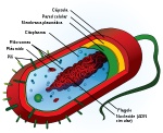 300px-Average_prokaryote_cell-_es.svg