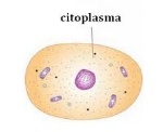 citoplasma