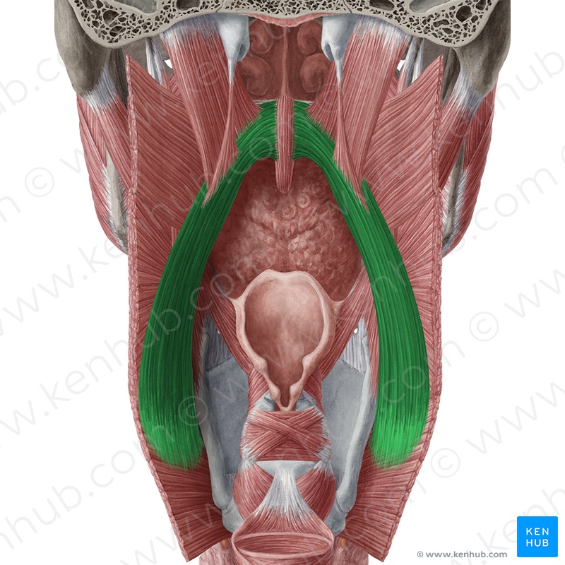 Oral Cavity & Phar...