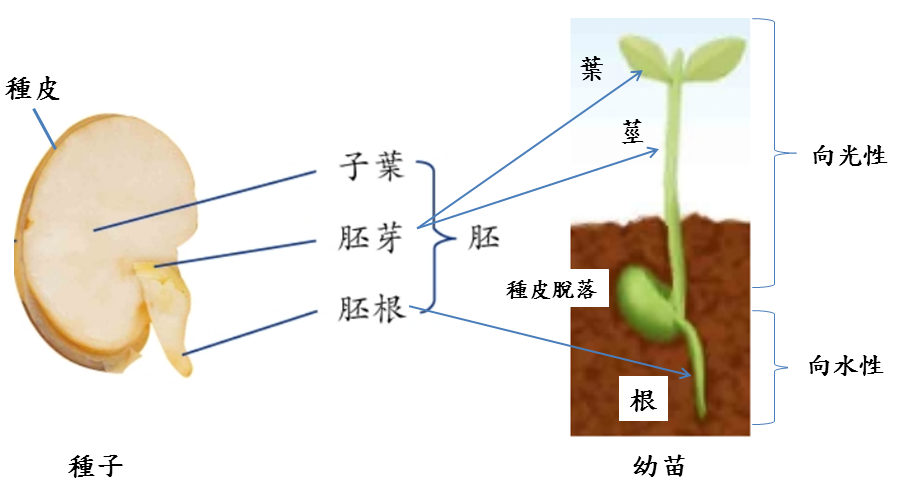 種子的結構