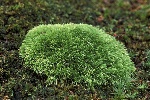pin_cushion_moss-5894a8975f9b5874eef79eaa