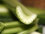 250px-Celery_cross_section