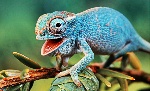 Reptil