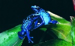 Animal-Frog-Hd-Wallpaper-1920x1188