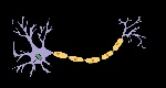 1280px-Neuron.svg